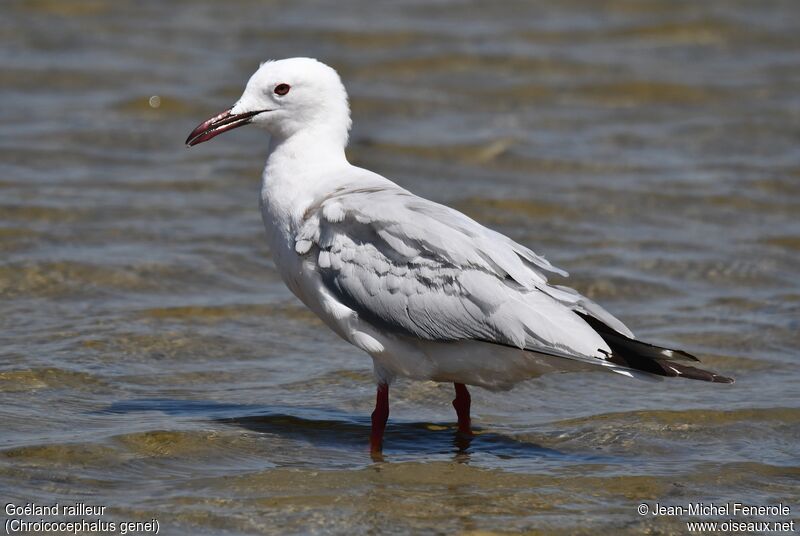 Slender-billed Gull