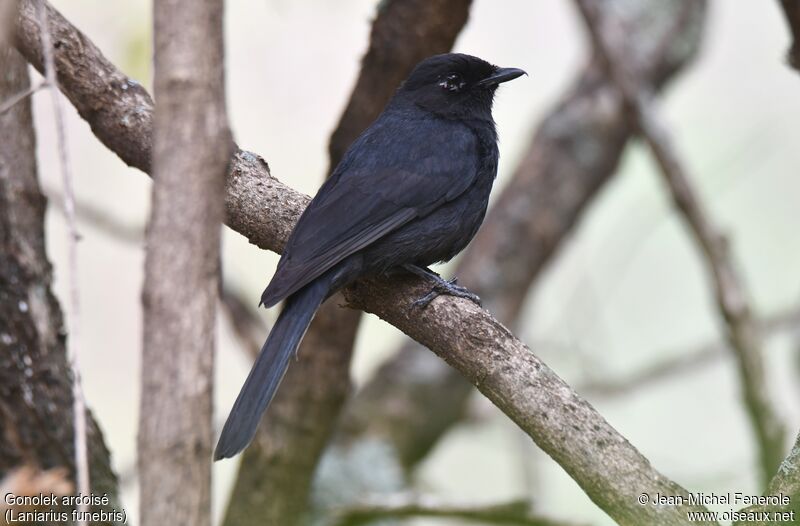 Slate-colored Boubou