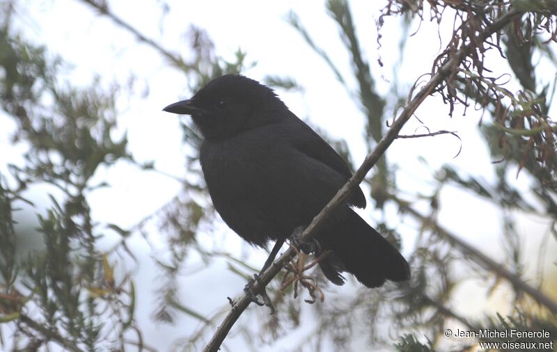 Slate-colored Boubou