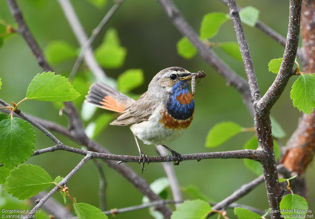 Bluethroat male, fishing/hunting