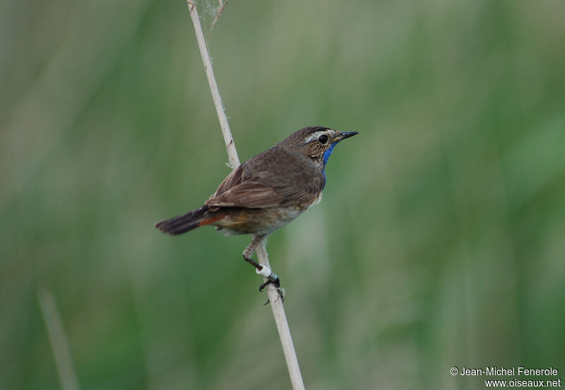 Bluethroat