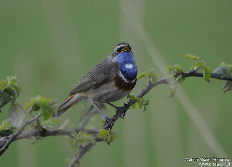 Bluethroat