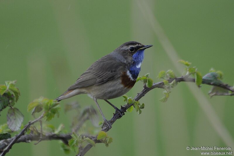 Bluethroat