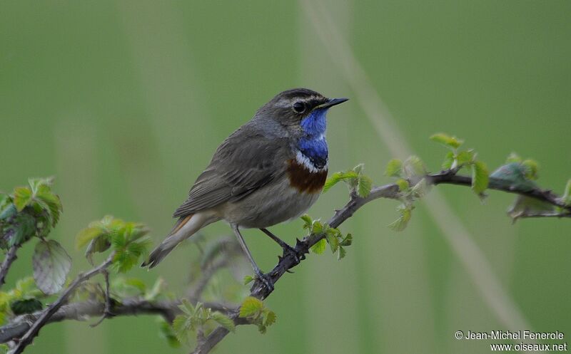 Bluethroat