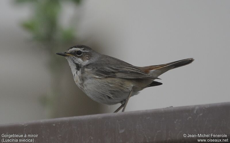 Bluethroat