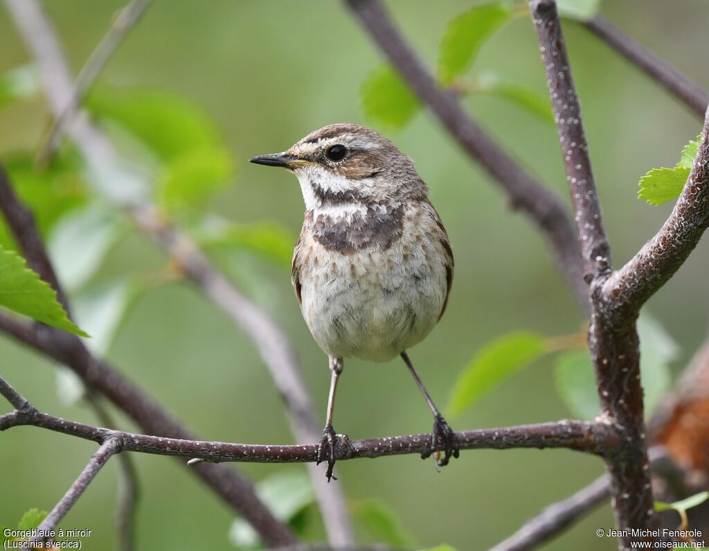 Bluethroat female