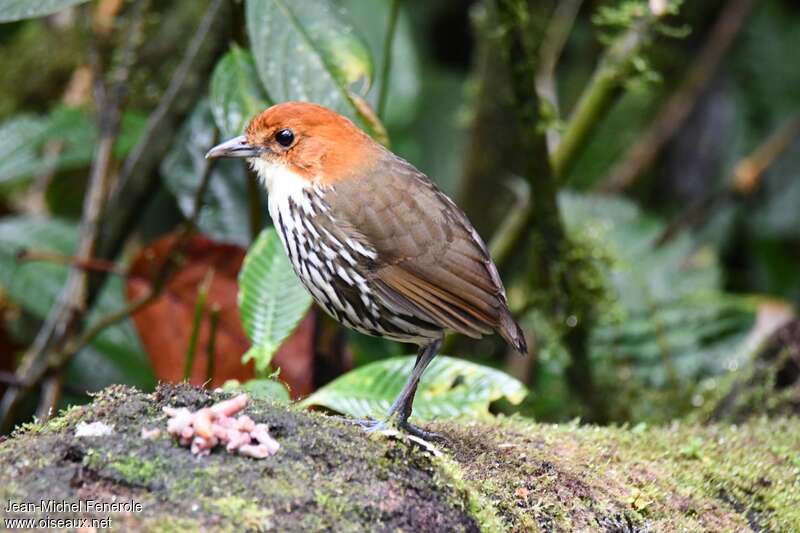 Chestnut-crowned Antpittaadult, identification