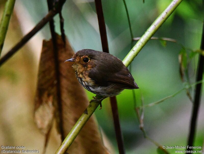 Ochre-breasted Antpitta