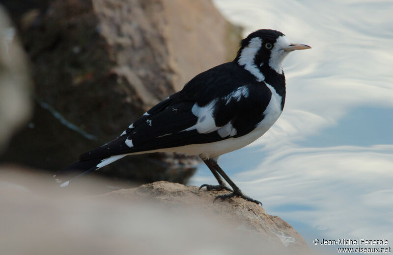 Magpie-lark female adult