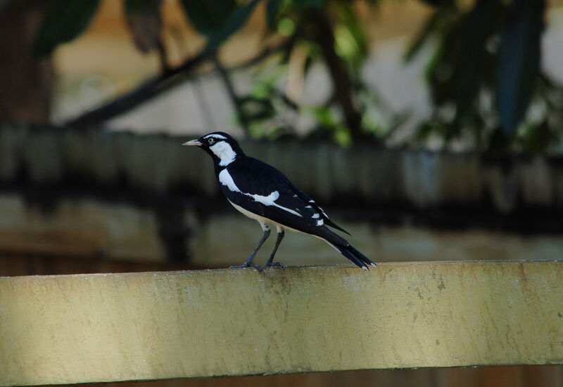 Magpie-lark male adult