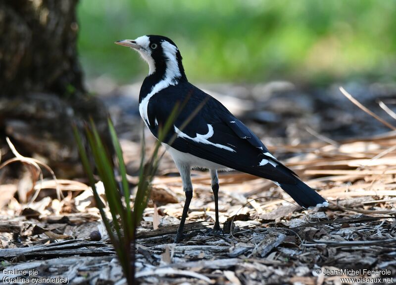 Magpie-lark