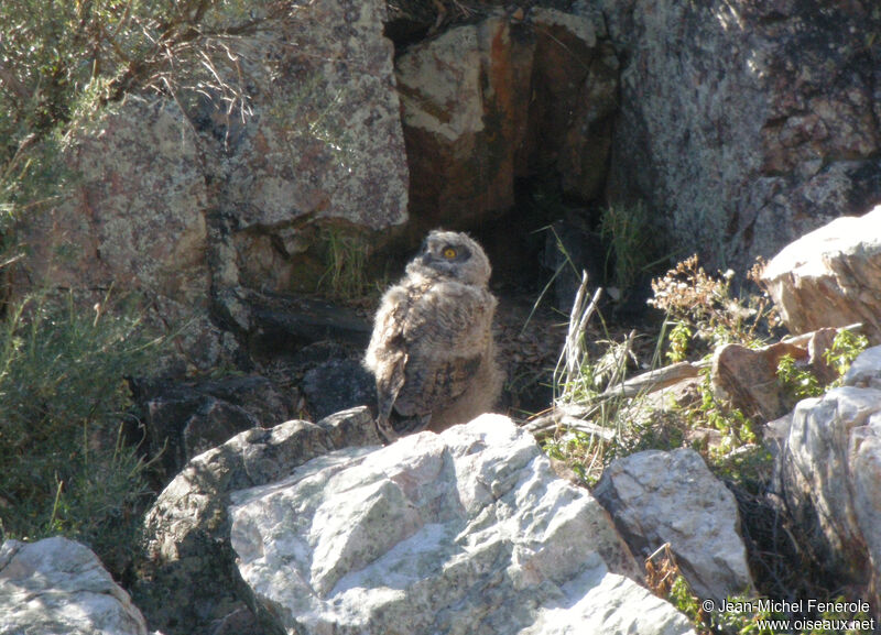 Eurasian Eagle-OwlFirst year, Reproduction-nesting