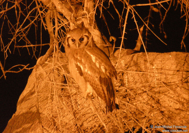 Verreaux's Eagle-Owl