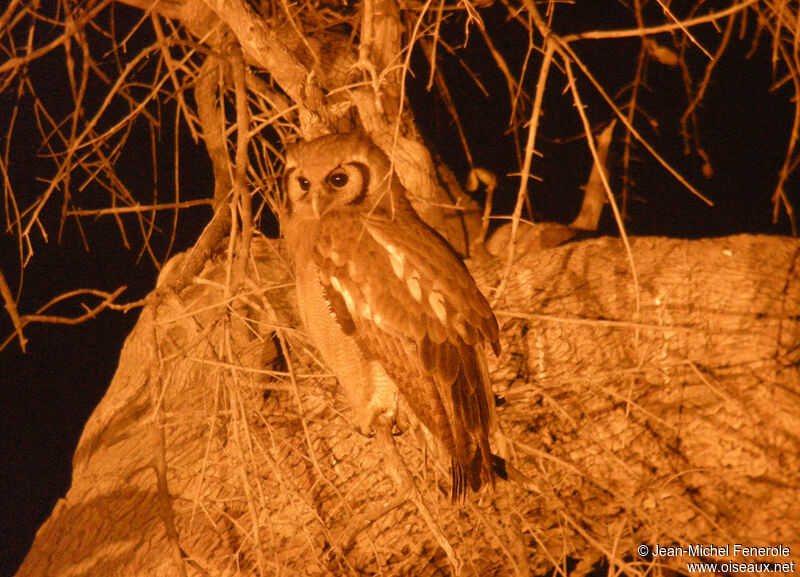 Verreaux's Eagle-Owl