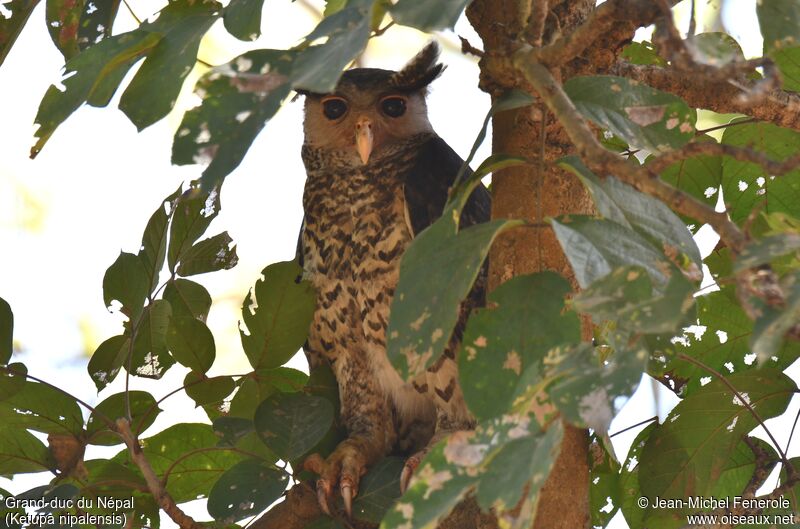 Spot-bellied Eagle-Owl