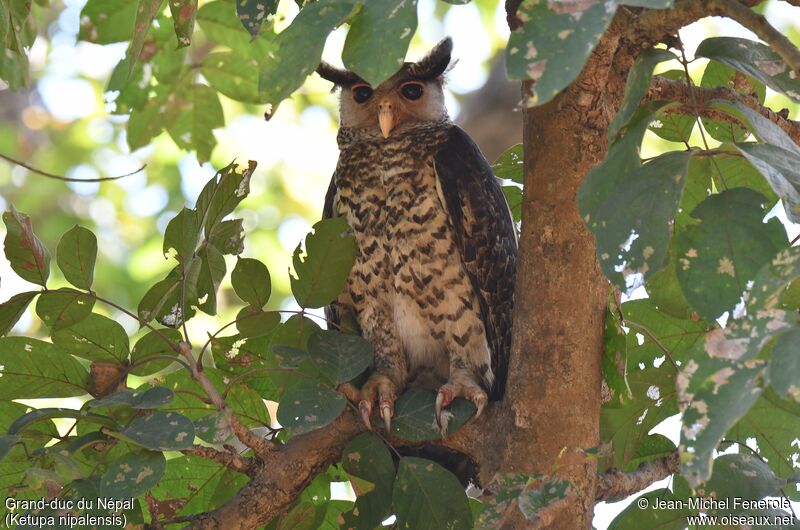 Spot-bellied Eagle-Owl