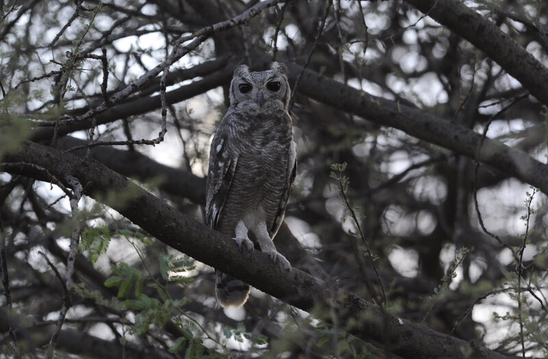 Greyish Eagle-Owl