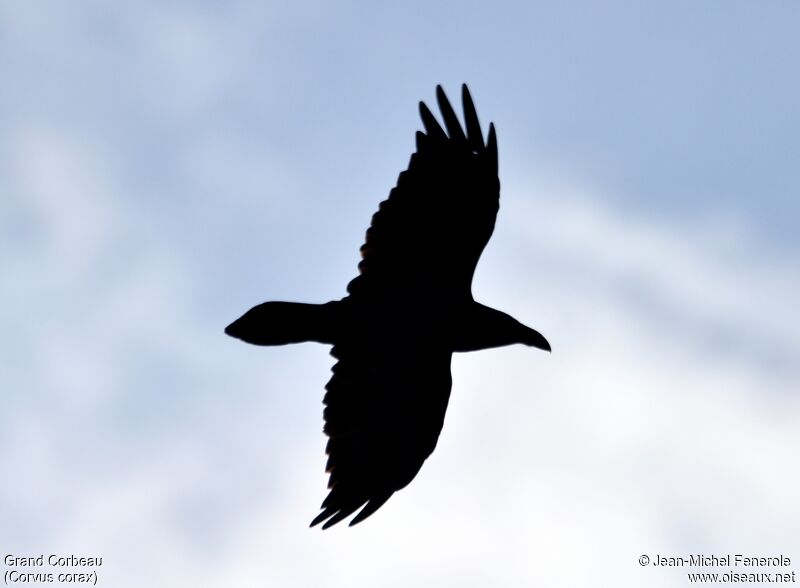 Northern Raven