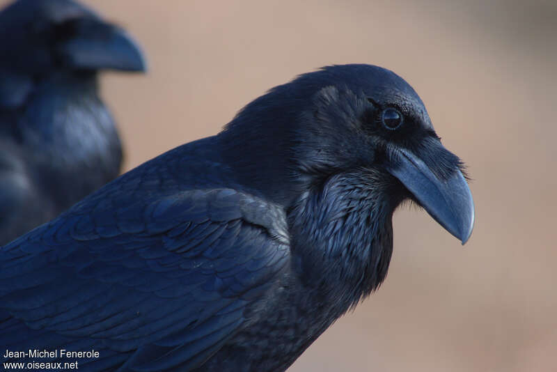 Grand Corbeauadulte, portrait