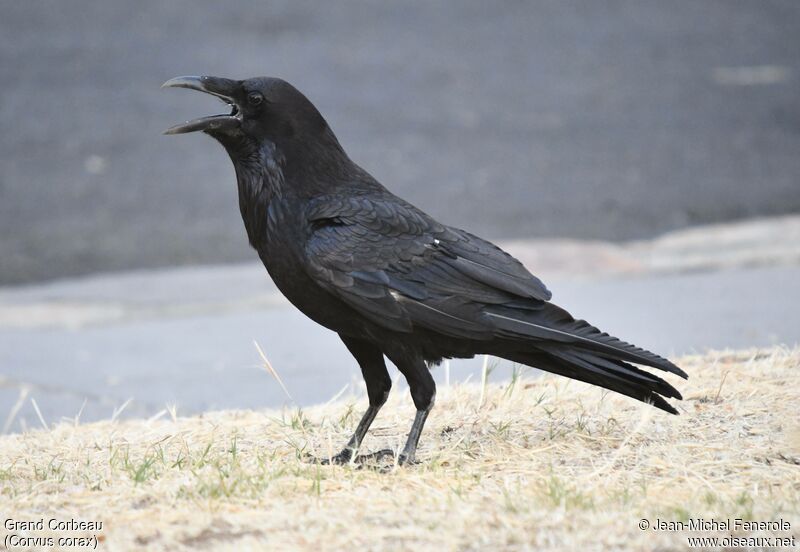 Northern Raven