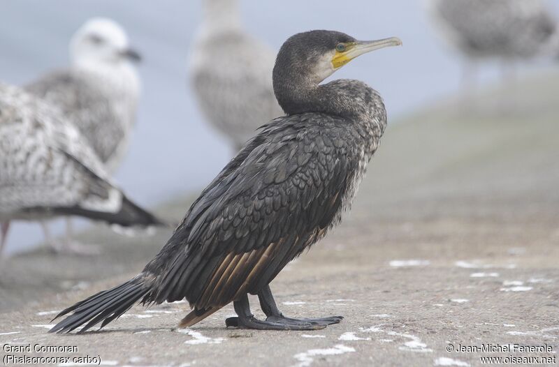 Great Cormorant