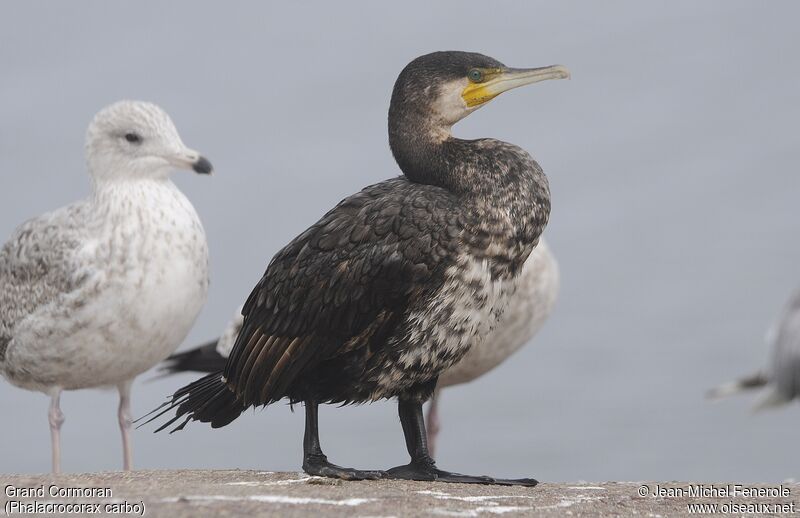 Great Cormorant