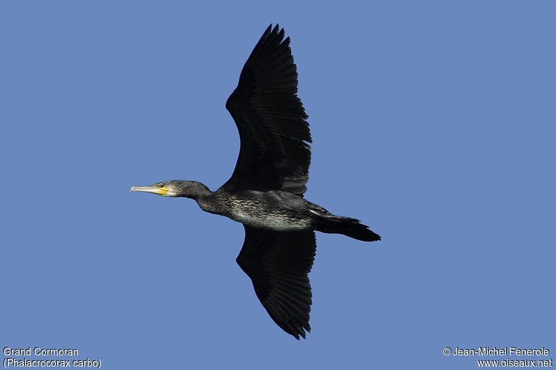 Great Cormorant