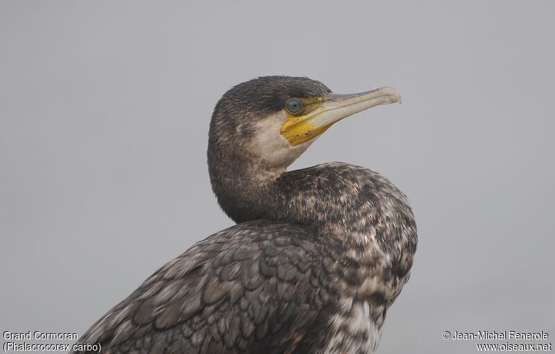 Great Cormorant