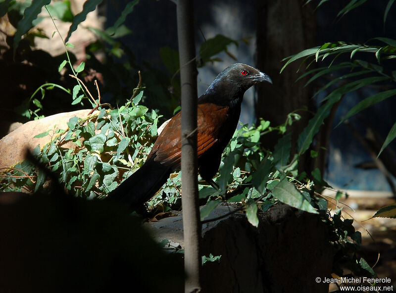 Grand Coucal