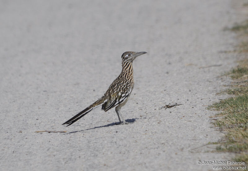 Greater Roadrunneradult