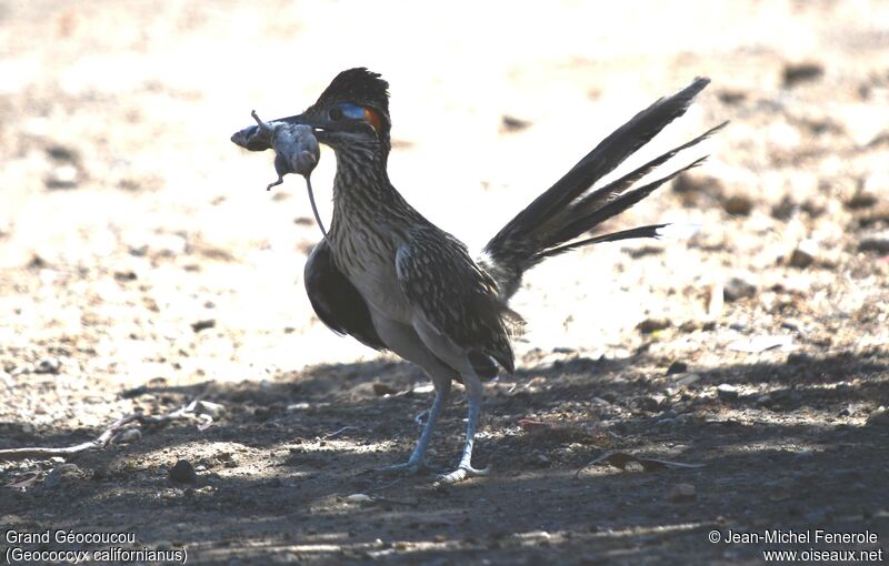 Greater Roadrunner