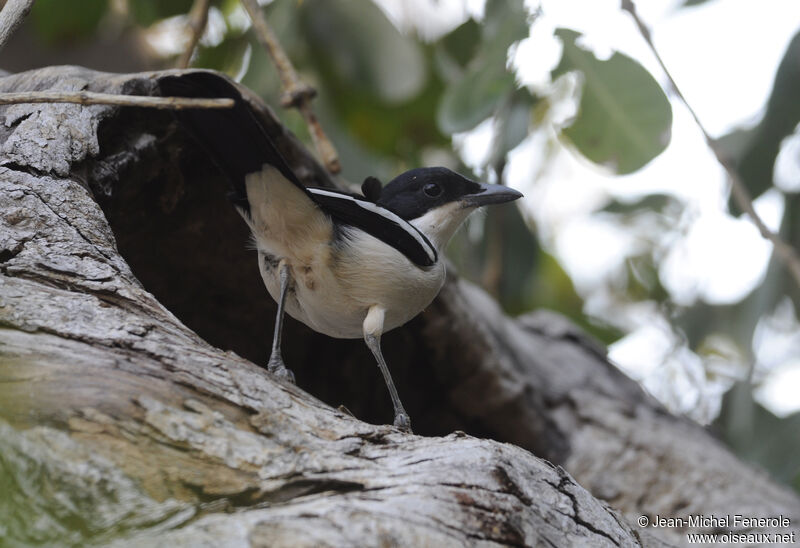 Tropical Boubou