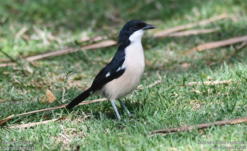 Tropical Boubou