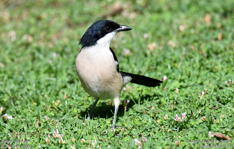 Tropical Boubou