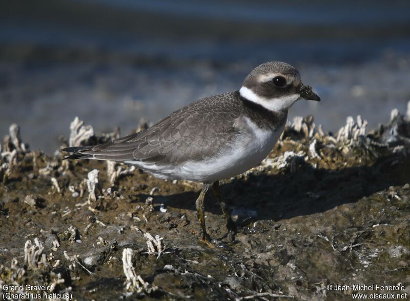 Common Ringed Plover