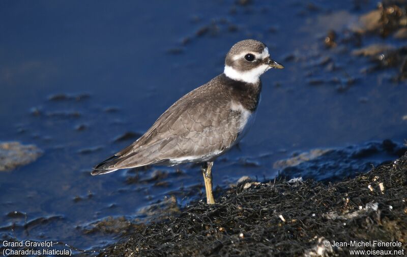 Common Ringed Plover