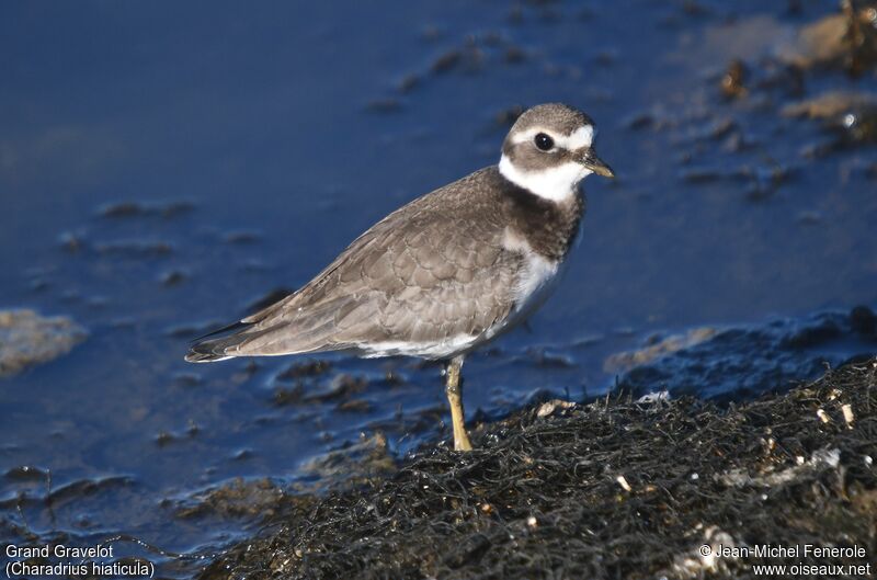 Common Ringed Plover