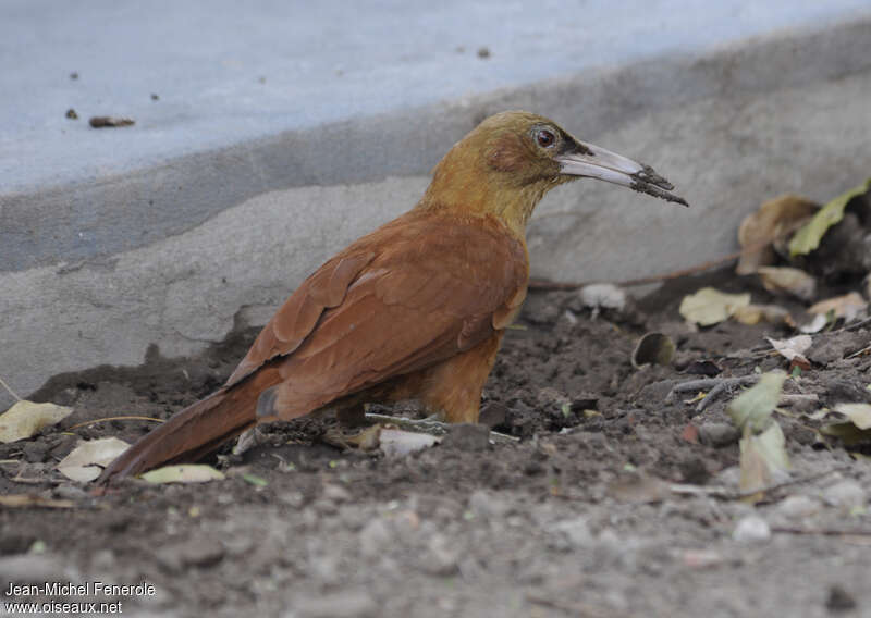 Great Rufous Woodcreeperadult