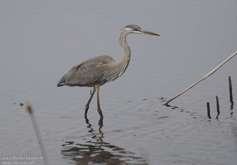 Great Blue Heronimmature, identification