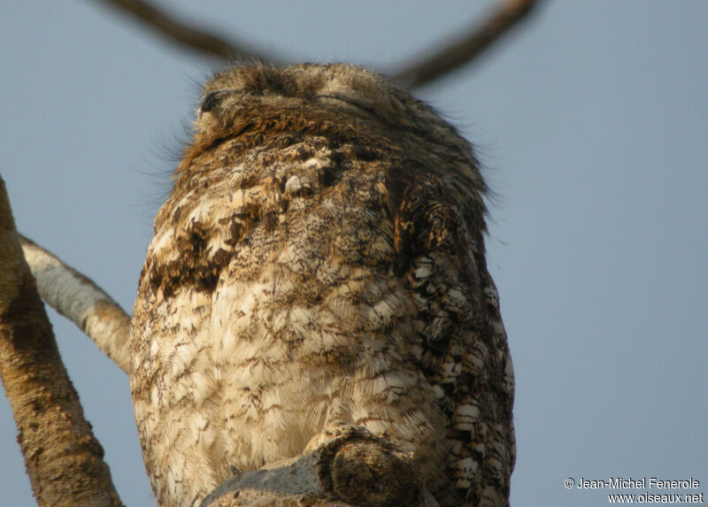 Great Potoo