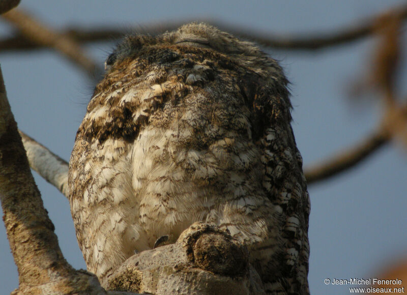 Great Potoo