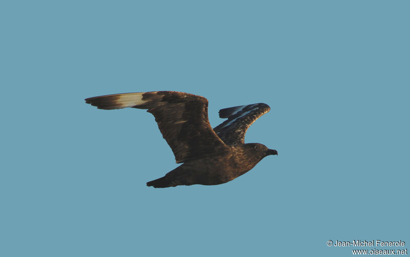 Great Skua, Flight