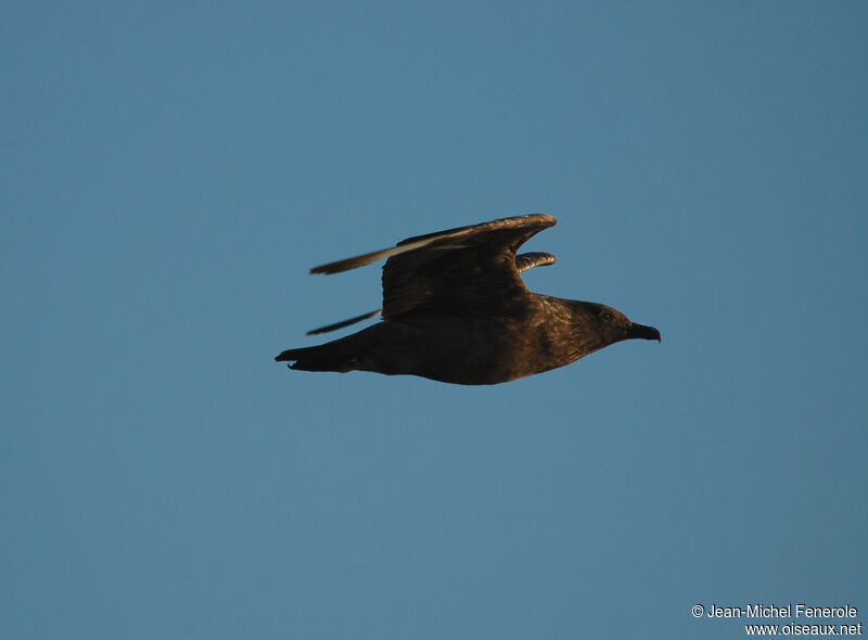 Great Skua