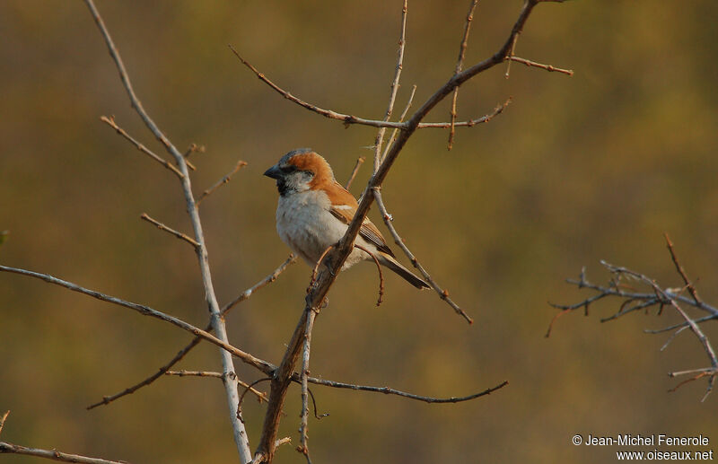 Great Sparrowadult, identification