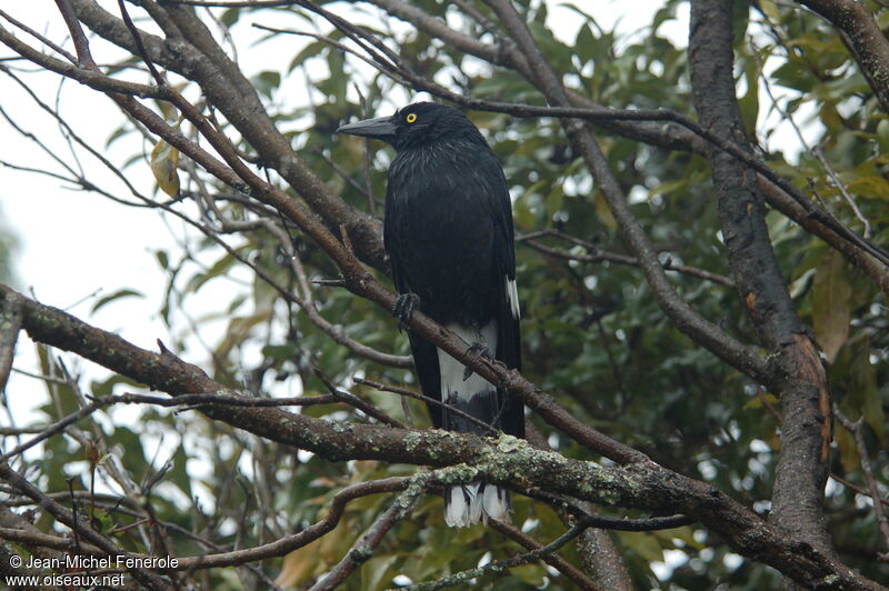 Pied Currawong