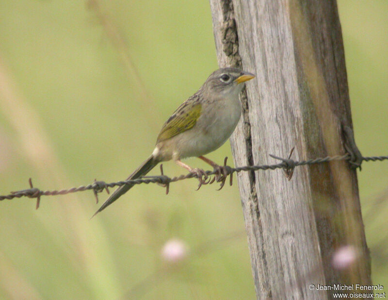 Wedge-tailed Grass Finch