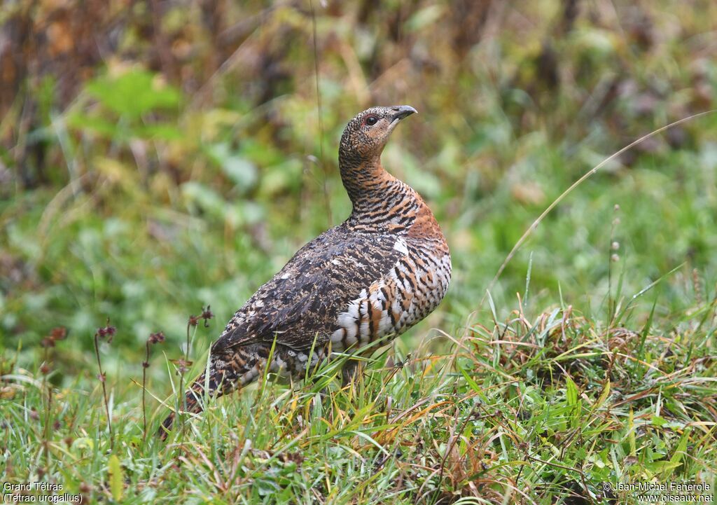 Western Capercaillie female adult