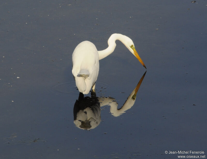 Great Egretadult