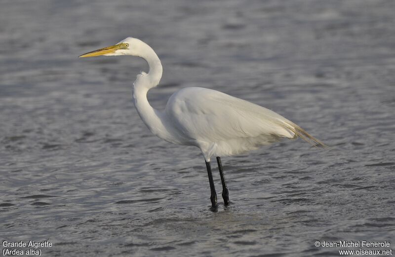 Grande Aigrette