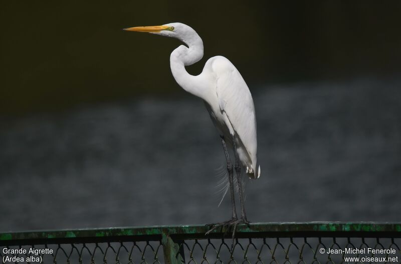 Grande Aigrette